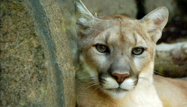 Cougar Sightings in Cumberland’s Forest